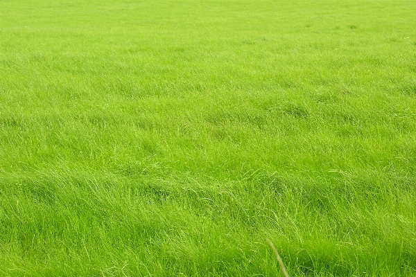 Foto Grama plantar campo prado
