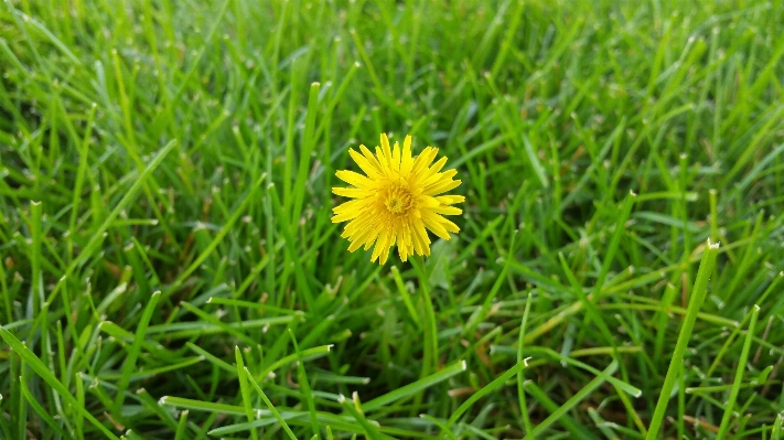 Foto Lanskap alam rumput mekar