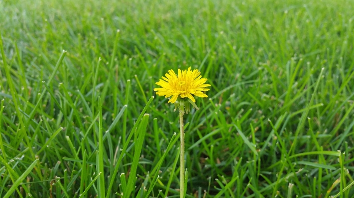 Landscape nature grass blossom Photo