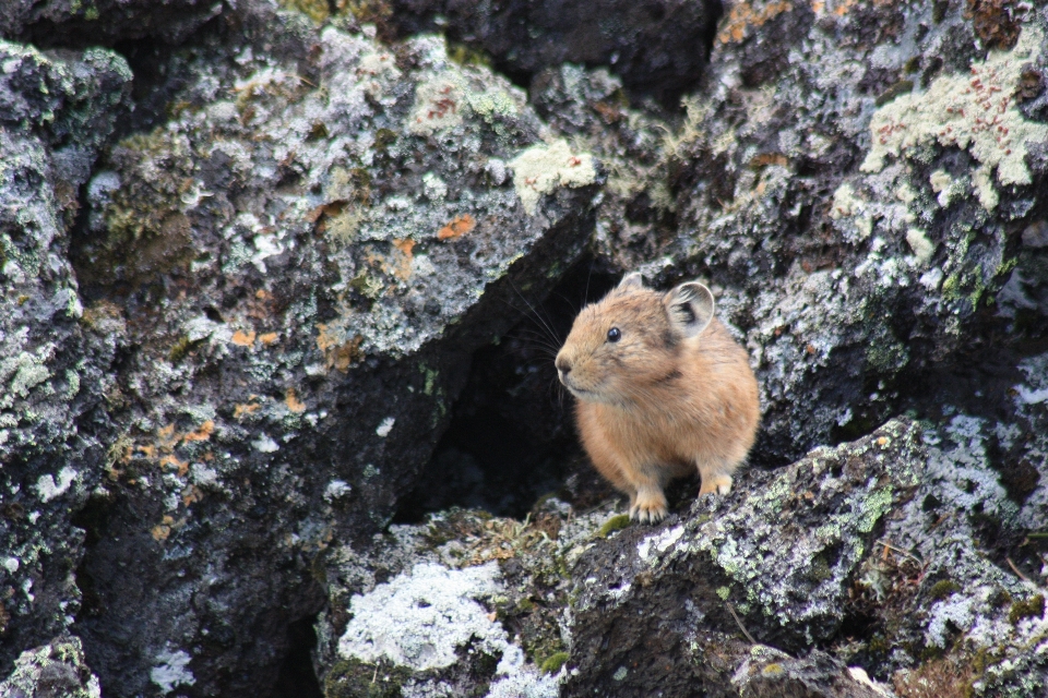 Animais selvagens mamífero esquilo hamster