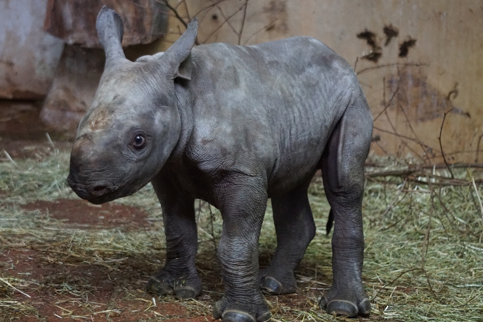 かわいい 野生動物 動物園 若い