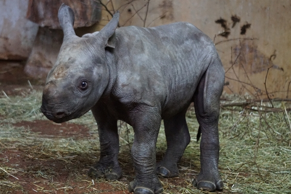 Cute wildlife zoo young Photo