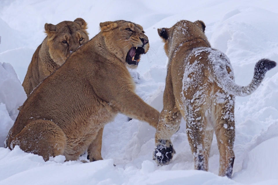 Neve animais selvagens jardim zoológico mamífero