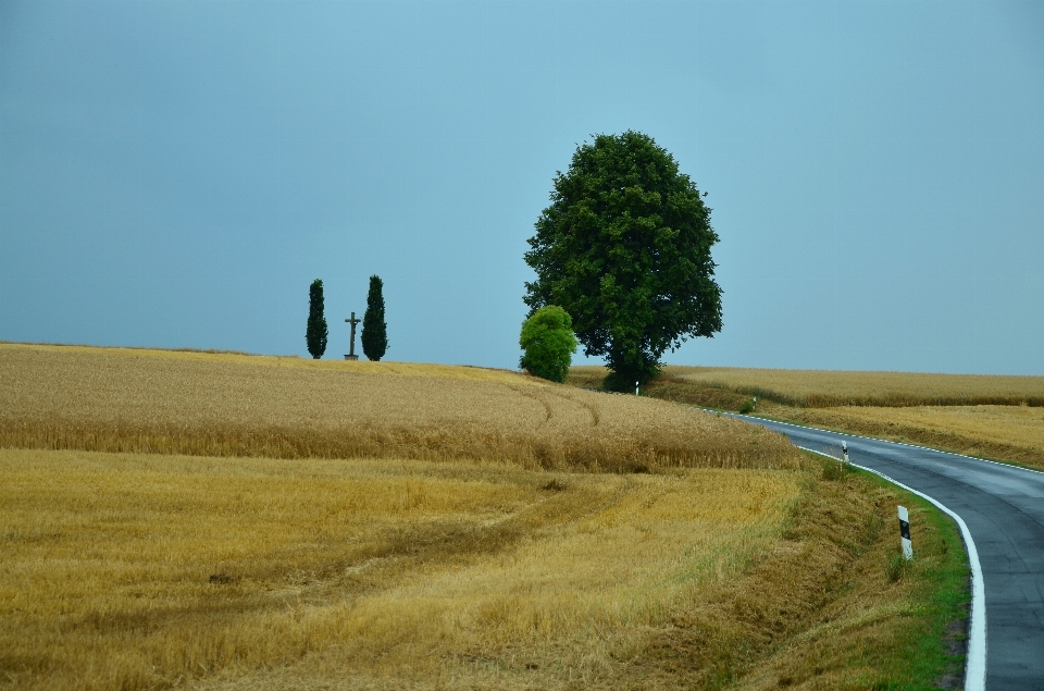 Paisaje árbol naturaleza césped