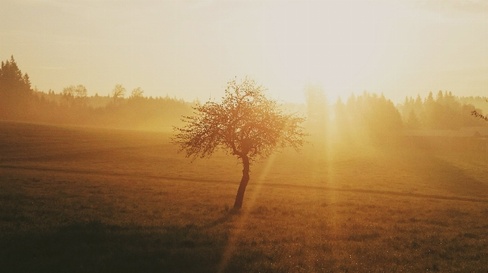 Foto Paisagem árvore natureza floresta