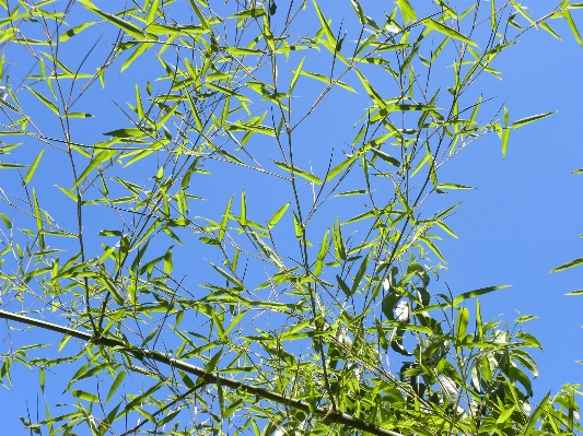 Tree nature grass branch Photo