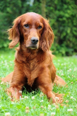 Dog portrait mammal vertebrate Photo