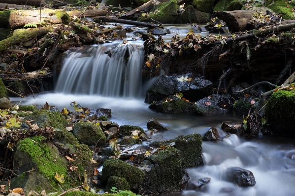 Landscape water nature forest Photo