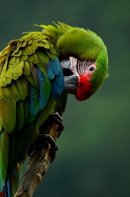 Natur vogel flügel tier Foto