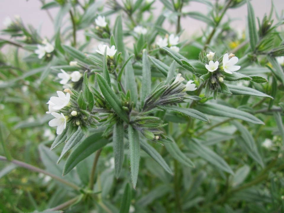 Plantar flor erva botânica
