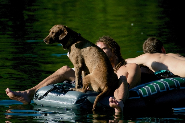 Foto Acqua cane umano bagnanti
