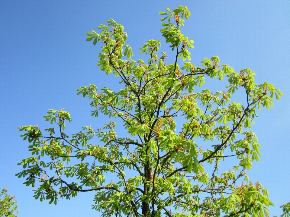 Baum zweig anlage blatt