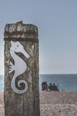 Beach sea sand wood Photo