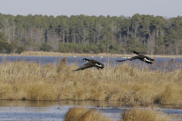 Landscape nature grass marsh Photo