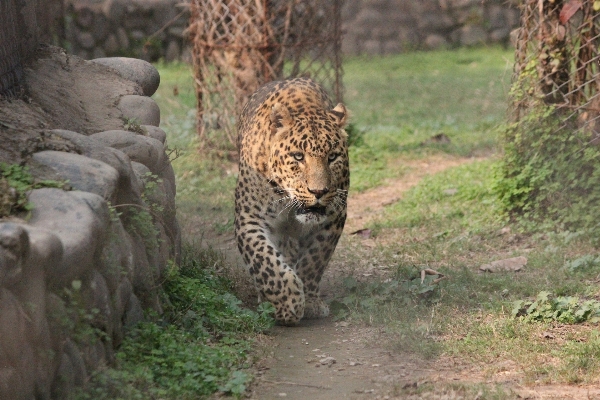 自然 テクスチャー 動物 野生動物 写真