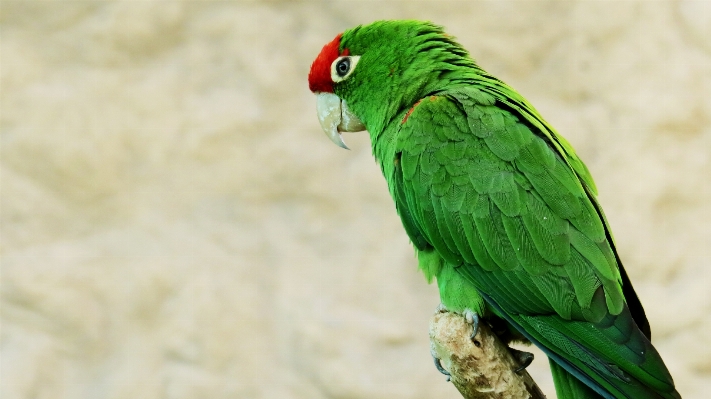 Nature bird wing peak Photo