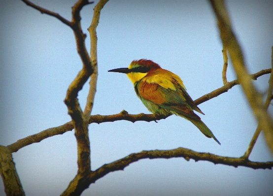 Nature branch bird wildlife Photo