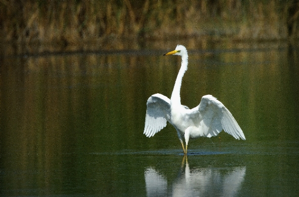 Water nature bird wing Photo