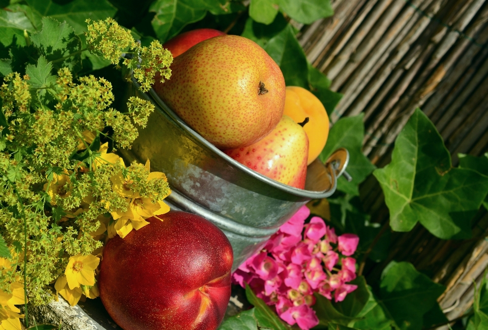 Rama planta fruta flor