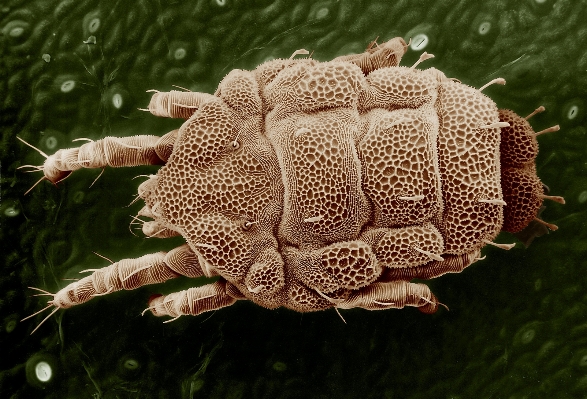 Foto Naturaleza planta hoja flor