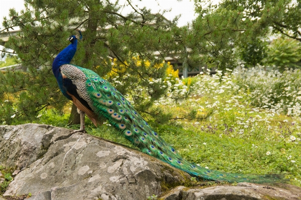 鳥 野生動物 fauna 孔雀 写真