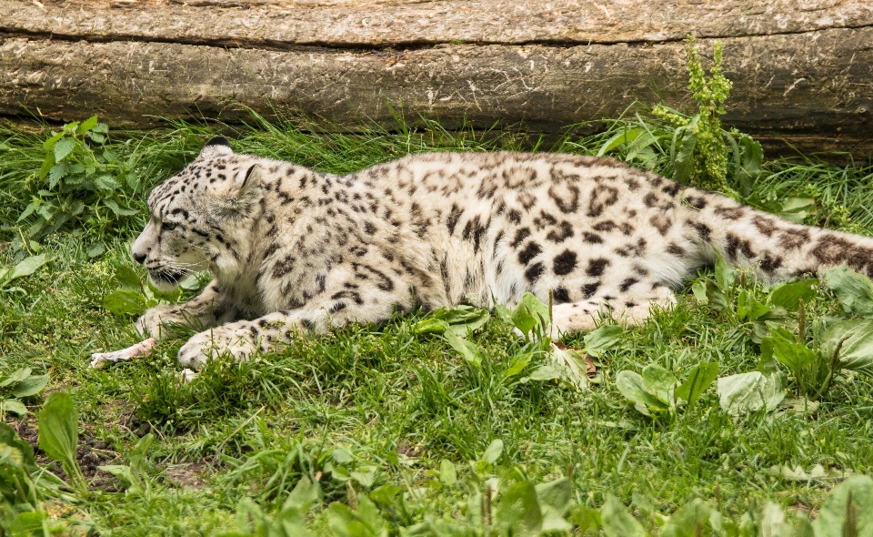 Fauna silvestre zoo gato mamífero