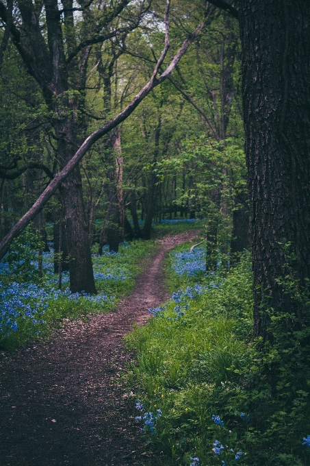 Tree nature forest path