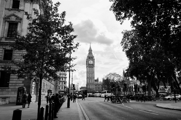 Tree black and white road street Photo