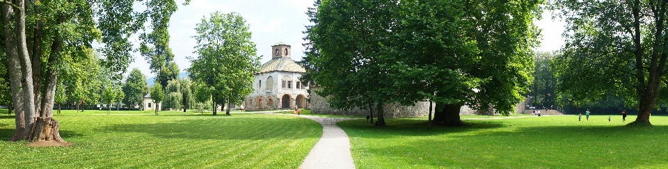 Tree grass lawn meadow