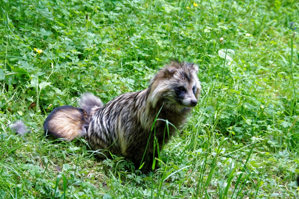 çimen köpek yaban hayatı vahşi