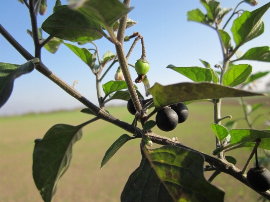 Tree branch plant fruit Photo