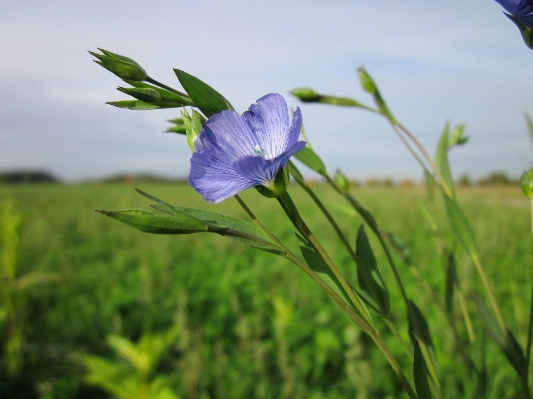 Foto Natureza grama florescer plantar