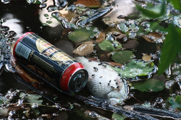 Water pond dirt fish Photo