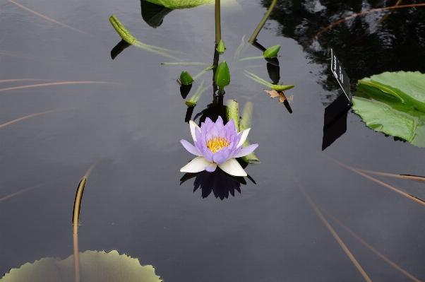 Photo Nature fleurir usine feuille