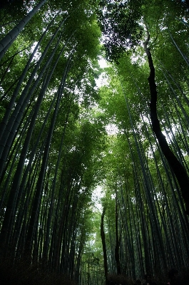 Landscape tree nature forest Photo