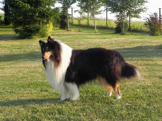 Grass dog cute summer Photo