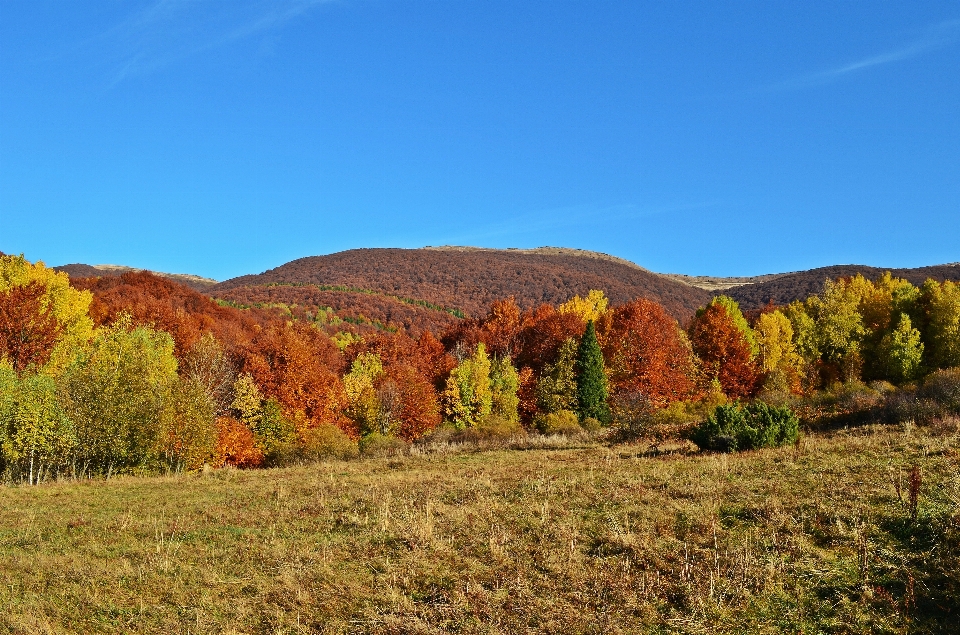 Landschaft baum natur wald