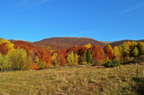 Landscape tree nature forest Photo