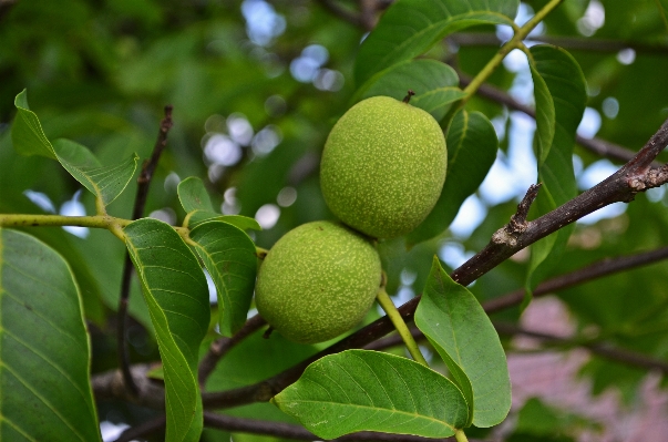 Tree nature branch plant Photo