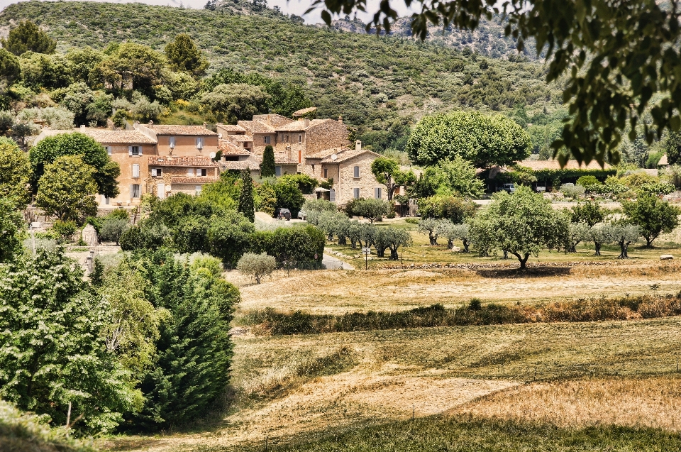 Paisaje árbol naturaleza granja