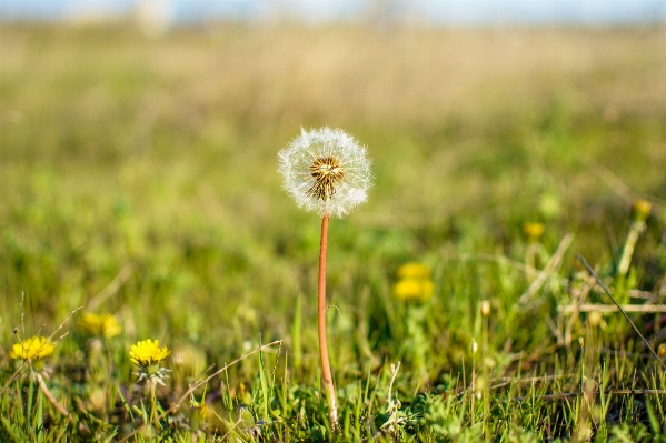 Nature grass wilderness blossom Photo