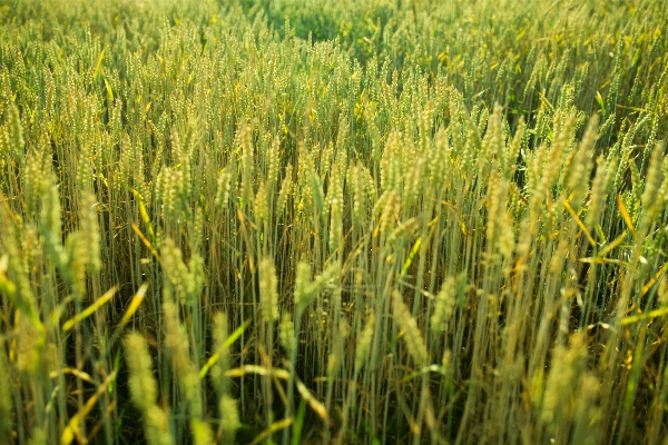 Landscape nature grass growth Photo