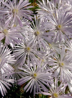 Blossom plant white flower Photo