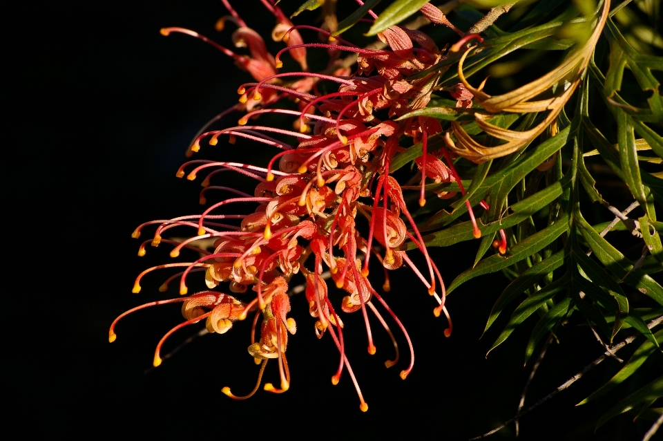 Branch plant leaf flower