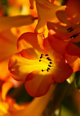 Blossom plant photography sunlight Photo