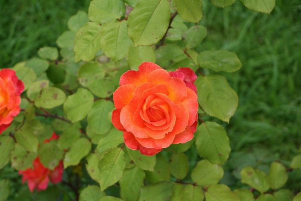 Nature plant flower petal Photo