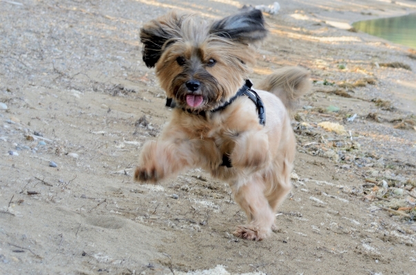 Sahil kum oynamak köpek yavrusu Fotoğraf