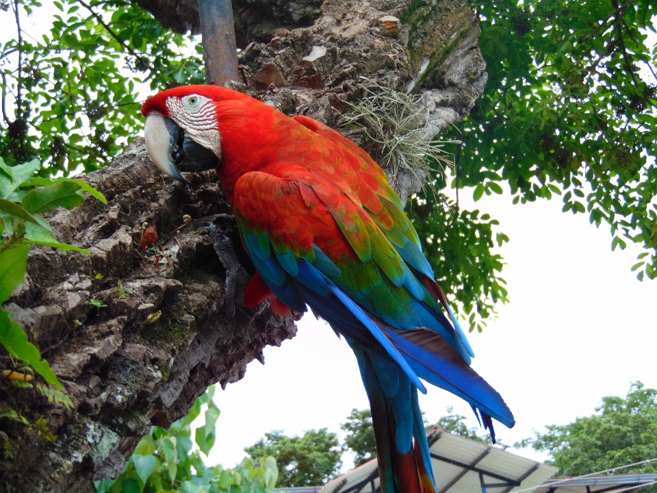 Oiseau jungle le bec fauna