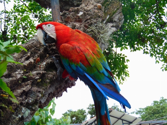 鳥 密林 嘴 fauna 写真