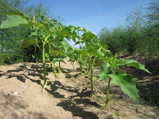 Tree plant field farm Photo